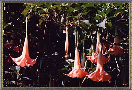Flores