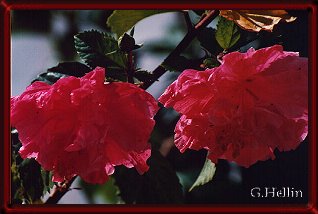 Flores