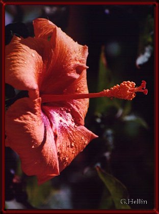 Flores