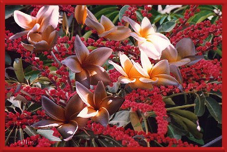 Flores