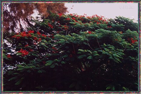 Flores