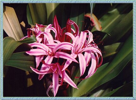 Flores