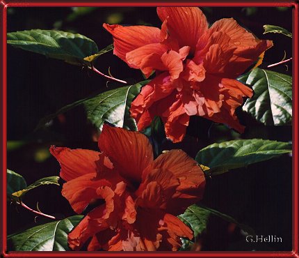 Flores